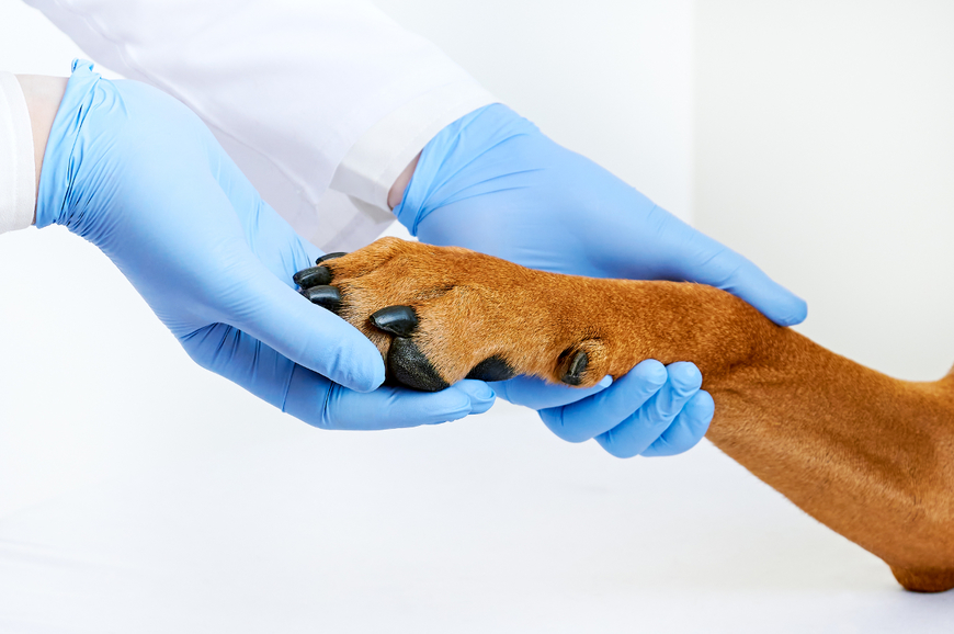 Перчатки для ветеринаров